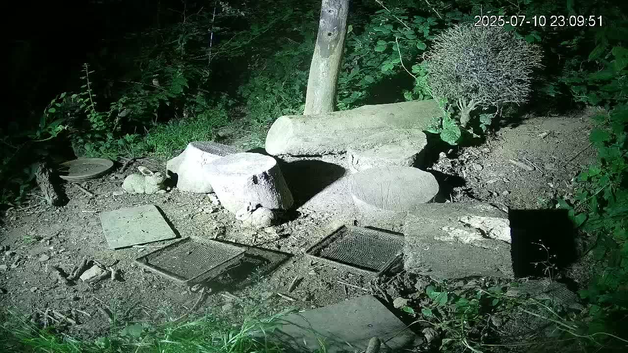 Cornwall, Badgers Watching Pigeon Feeder Live Cam -  Helston, Cornwall, South West, England, United Kingdom