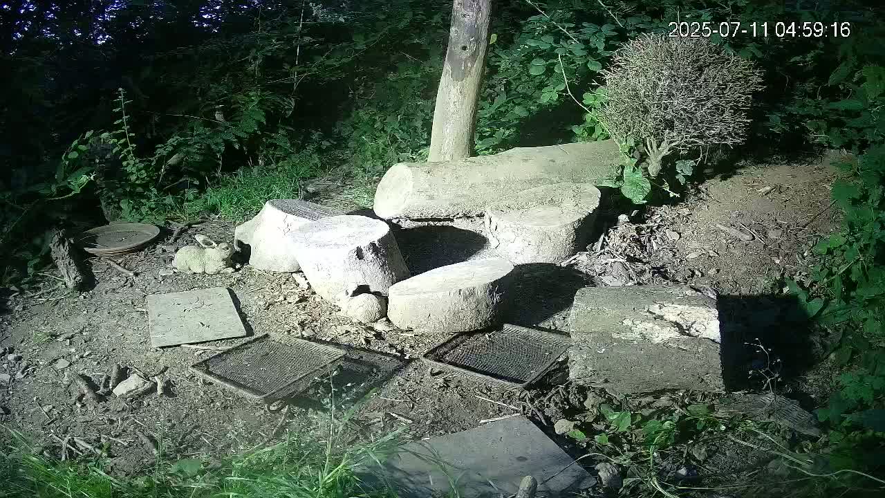 Cornwall, Badgers Watching Pigeon Feeder Live Cam -  Helston, Cornwall, South West, England, United Kingdom