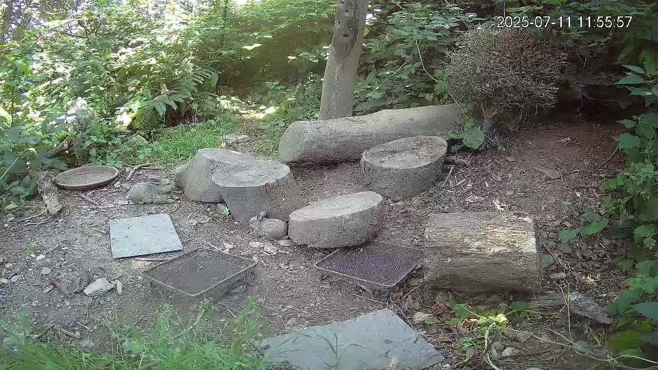 Cornwall, Badgers Watching Pigeon Feeder Live Cam -  Helston, Cornwall, South West, England, United Kingdom