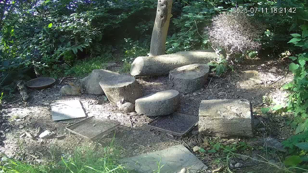 Cornwall, Badgers Watching Pigeon Feeder Live Cam -  Helston, Cornwall, South West, England, United Kingdom