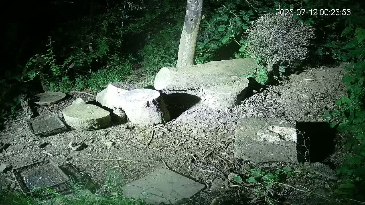 Cornwall, Badgers Watching Pigeon Feeder Live Cam -  Helston, Cornwall, South West, England, United Kingdom