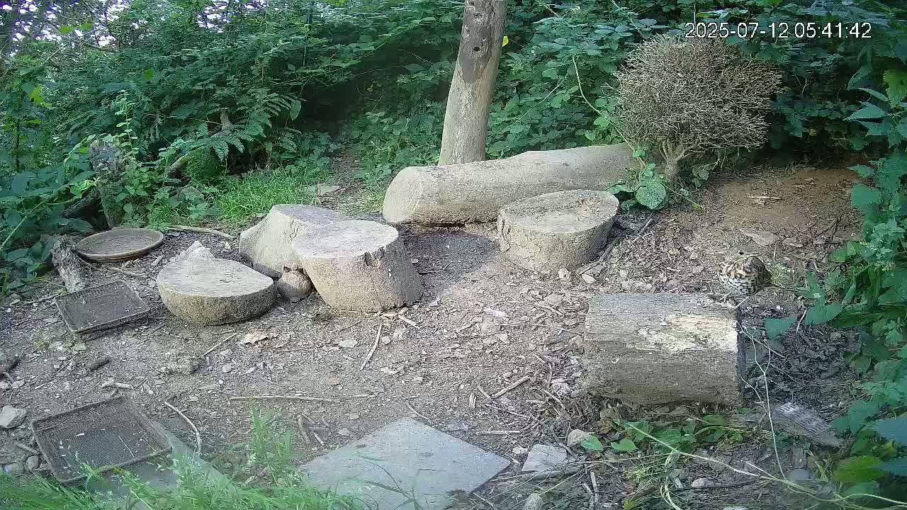 Cornwall, Badgers Watching Pigeon Feeder Live Cam -  Helston, Cornwall, South West, England, United Kingdom