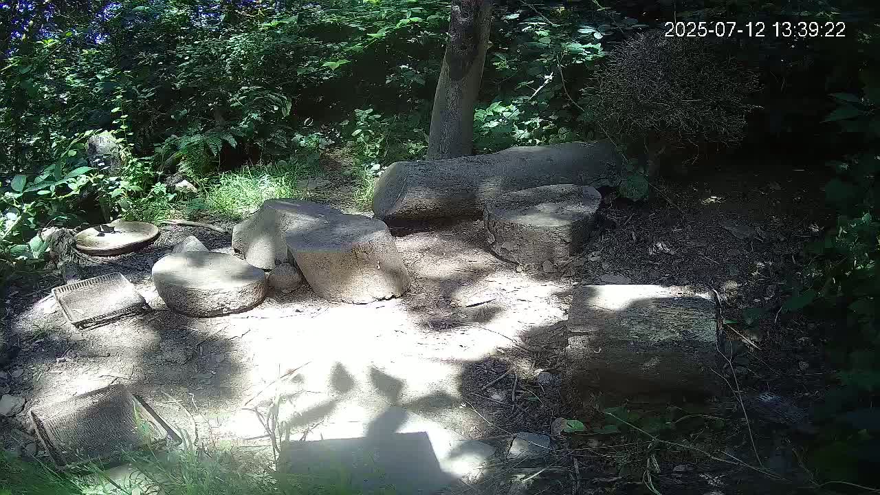 Cornwall, Badgers Watching Pigeon Feeder Live Cam -  Helston, Cornwall, South West, England, United Kingdom