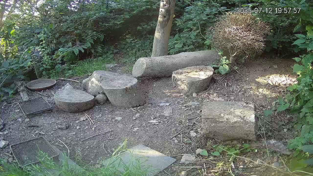 Cornwall, Badgers Watching Pigeon Feeder Live Cam -  Helston, Cornwall, South West, England, United Kingdom