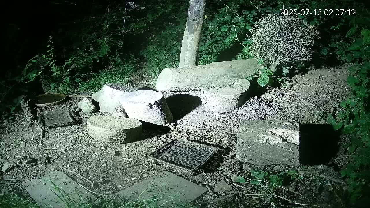 Cornwall, Badgers Watching Pigeon Feeder Live Cam -  Helston, Cornwall, South West, England, United Kingdom
