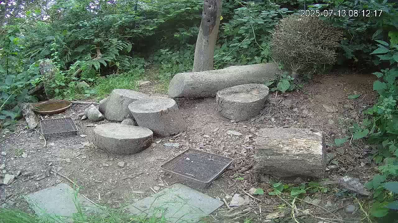 Several cut logs and two small metal trays sit on a dirt ground surrounded by lush green vegetation in an outdoor setting.