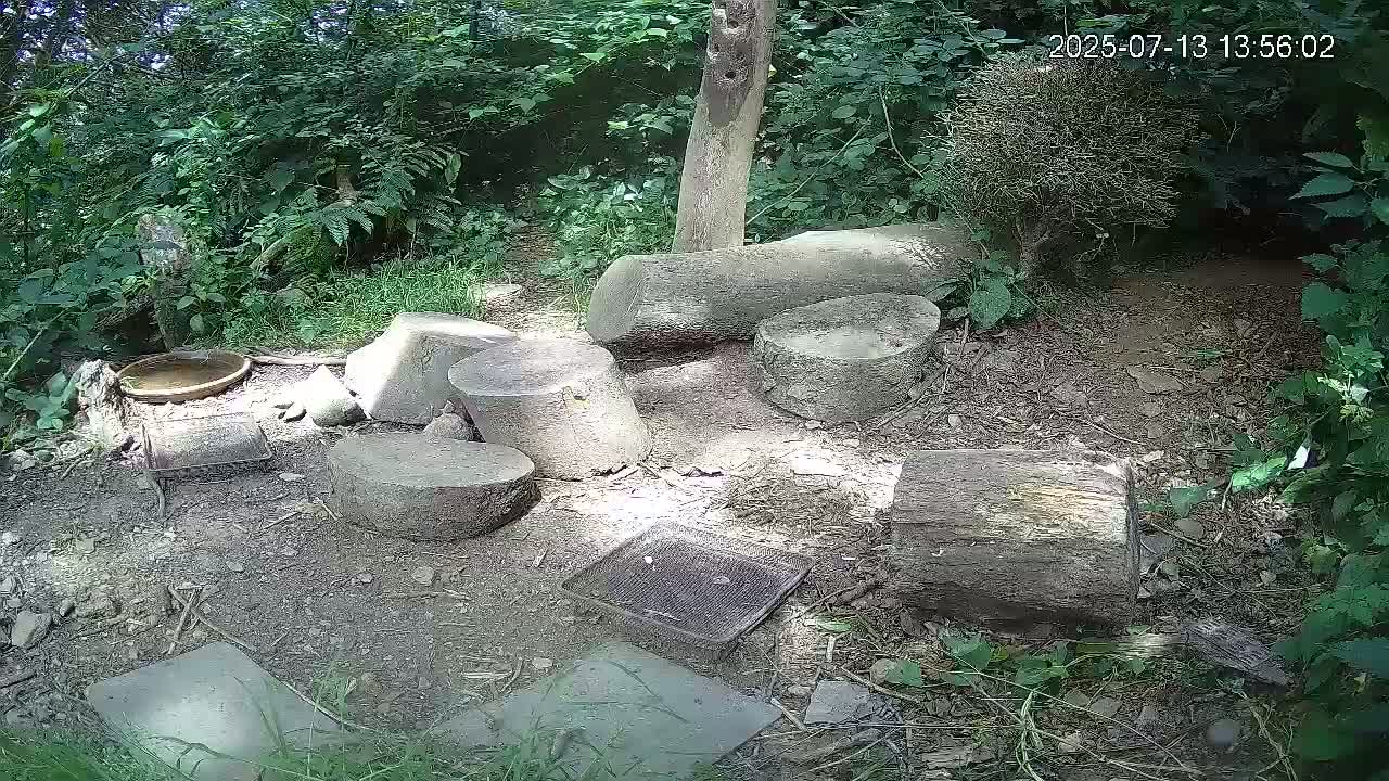 Cornwall, Badgers Watching Pigeon Feeder Live Cam -  Helston, Cornwall, South West, England, United Kingdom