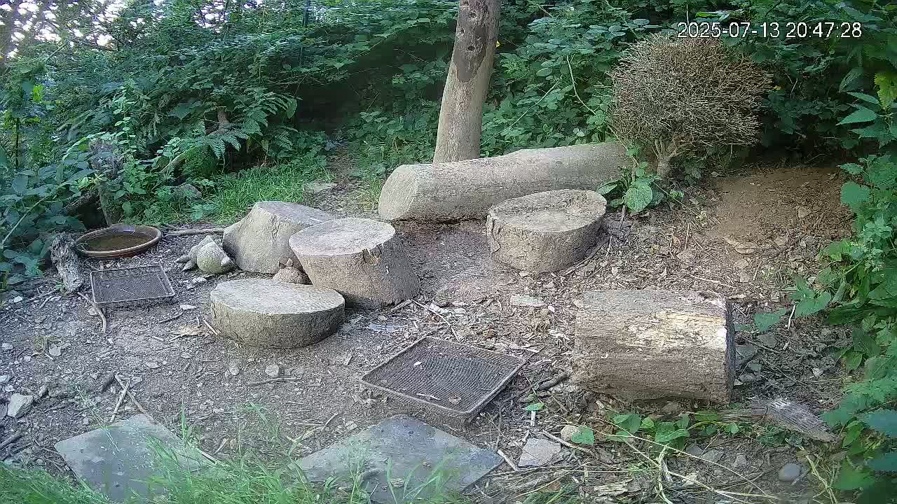 Cornwall, Badgers Watching Pigeon Feeder Live Cam -  Helston, Cornwall, South West, England, United Kingdom