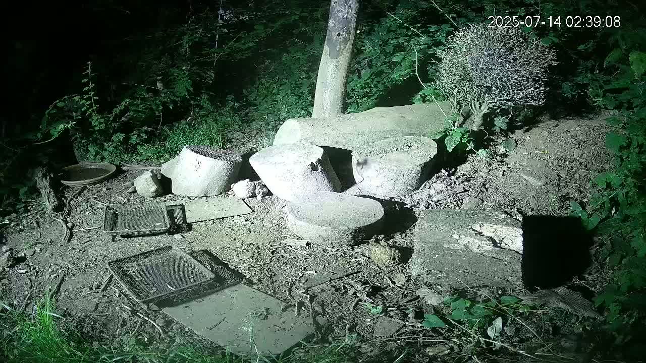 Cornwall, Badgers Watching Pigeon Feeder Live Cam -  Helston, Cornwall, South West, England, United Kingdom