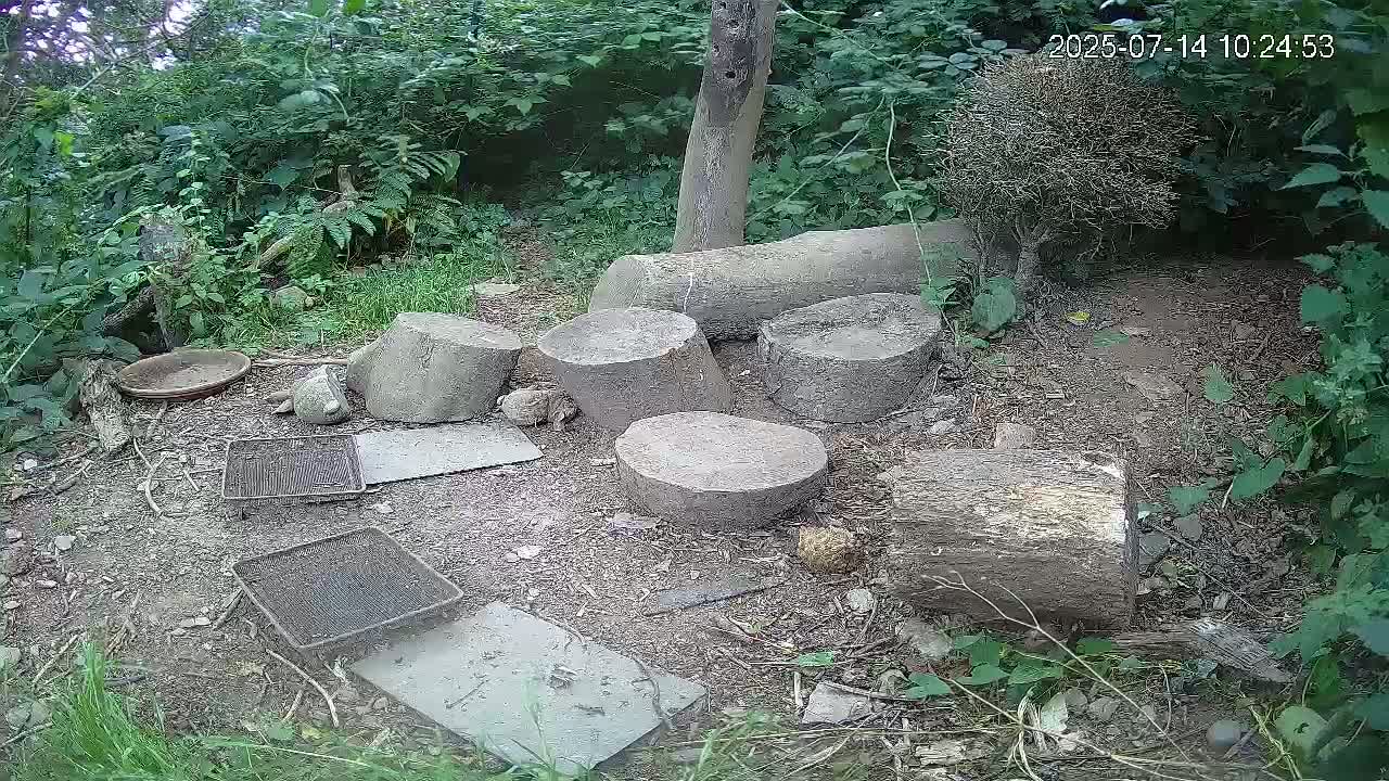 Cornwall, Badgers Watching Pigeon Feeder Live Cam -  Helston, Cornwall, South West, England, United Kingdom