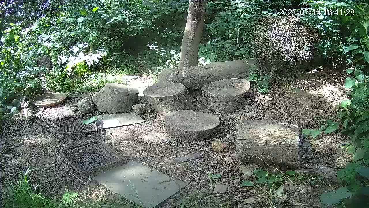 Cornwall, Badgers Watching Pigeon Feeder Live Cam -  Helston, Cornwall, South West, England, United Kingdom