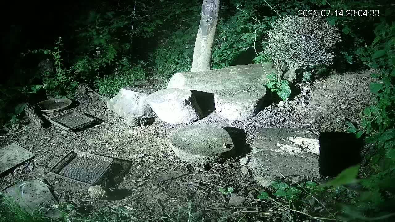 Cornwall, Badgers Watching Pigeon Feeder Live Cam -  Helston, Cornwall, South West, England, United Kingdom