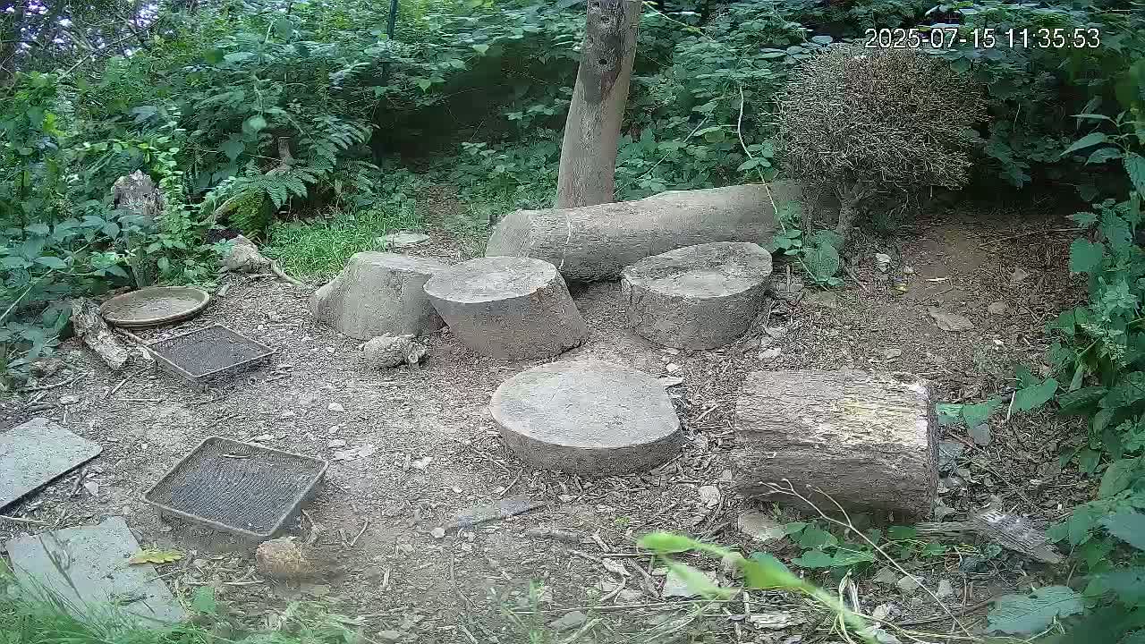Cornwall, Badgers Watching Pigeon Feeder Live Cam -  Helston, Cornwall, South West, England, United Kingdom