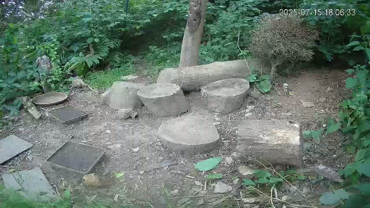Cornwall, Badgers Watching Pigeon Feeder Live Cam -  Helston, Cornwall, South West, England, United Kingdom