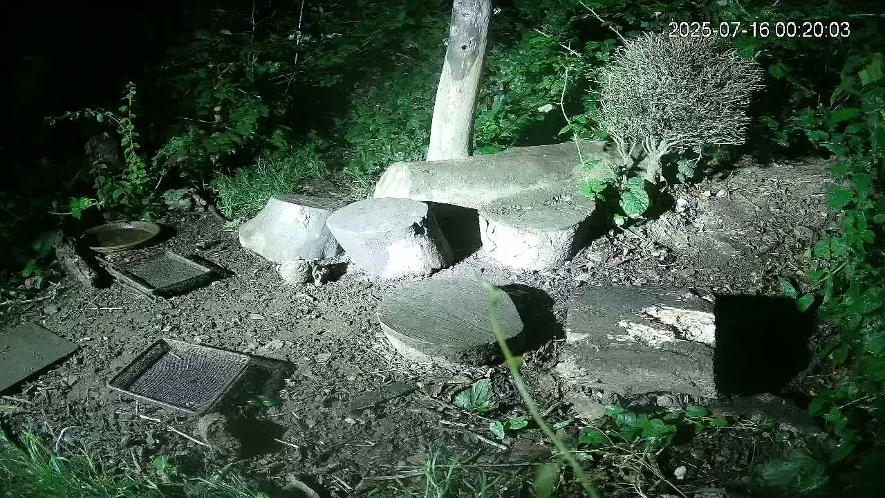 Cornwall, Badgers Watching Pigeon Feeder Live Cam -  Helston, Cornwall, South West, England, United Kingdom