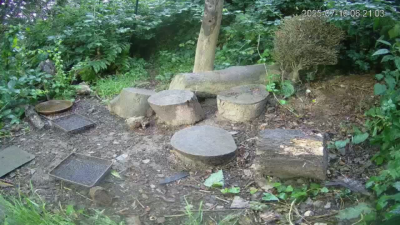 Cornwall, Badgers Watching Pigeon Feeder Live Cam -  Helston, Cornwall, South West, England, United Kingdom