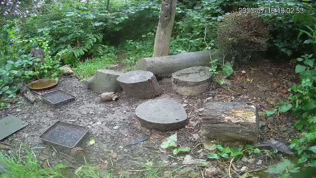 Cornwall, Badgers Watching Pigeon Feeder Live Cam -  Helston, Cornwall, South West, England, United Kingdom