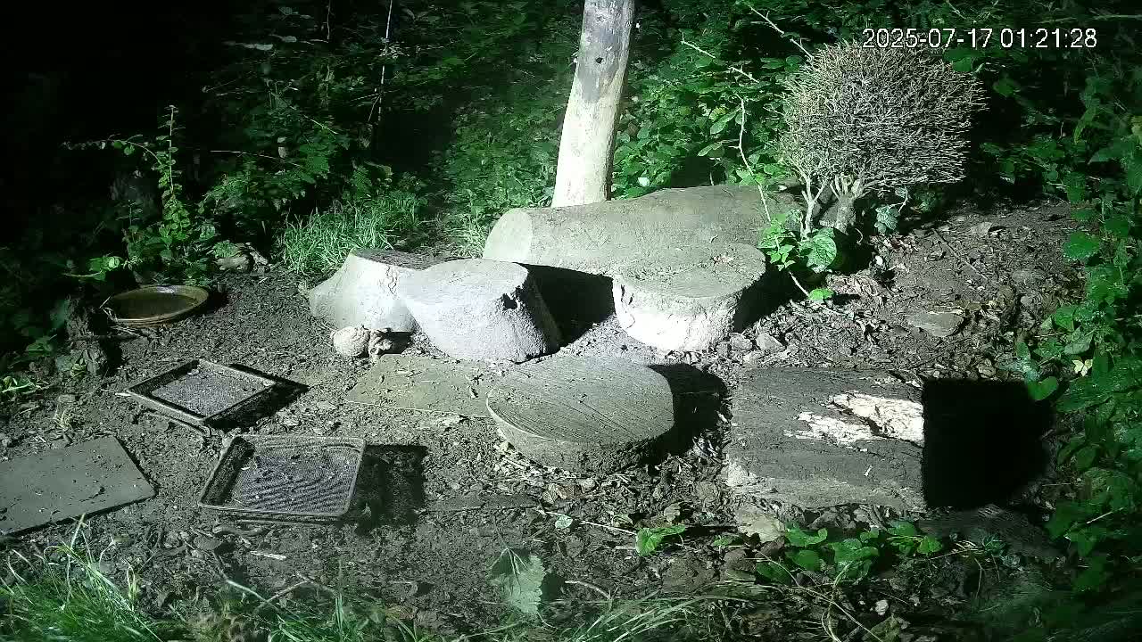 Cornwall, Badgers Watching Pigeon Feeder Live Cam -  Helston, Cornwall, South West, England, United Kingdom