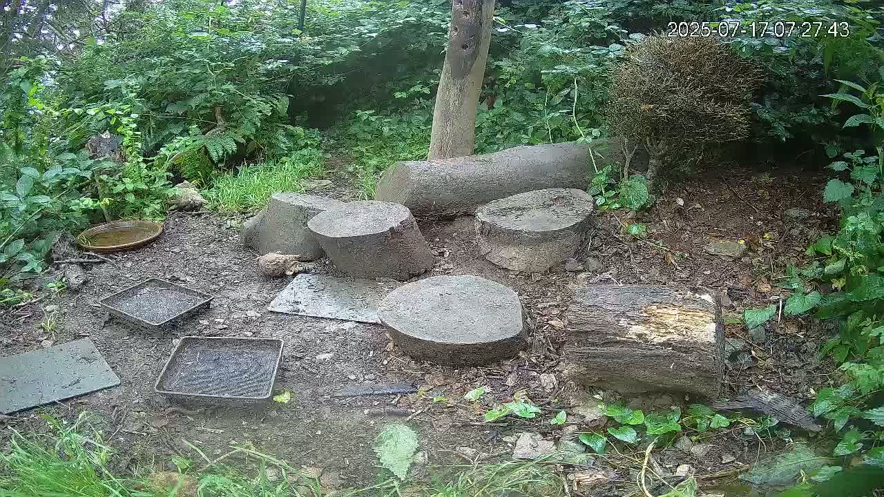 Cornwall, Badgers Watching Pigeon Feeder Live Cam -  Helston, Cornwall, South West, England, United Kingdom