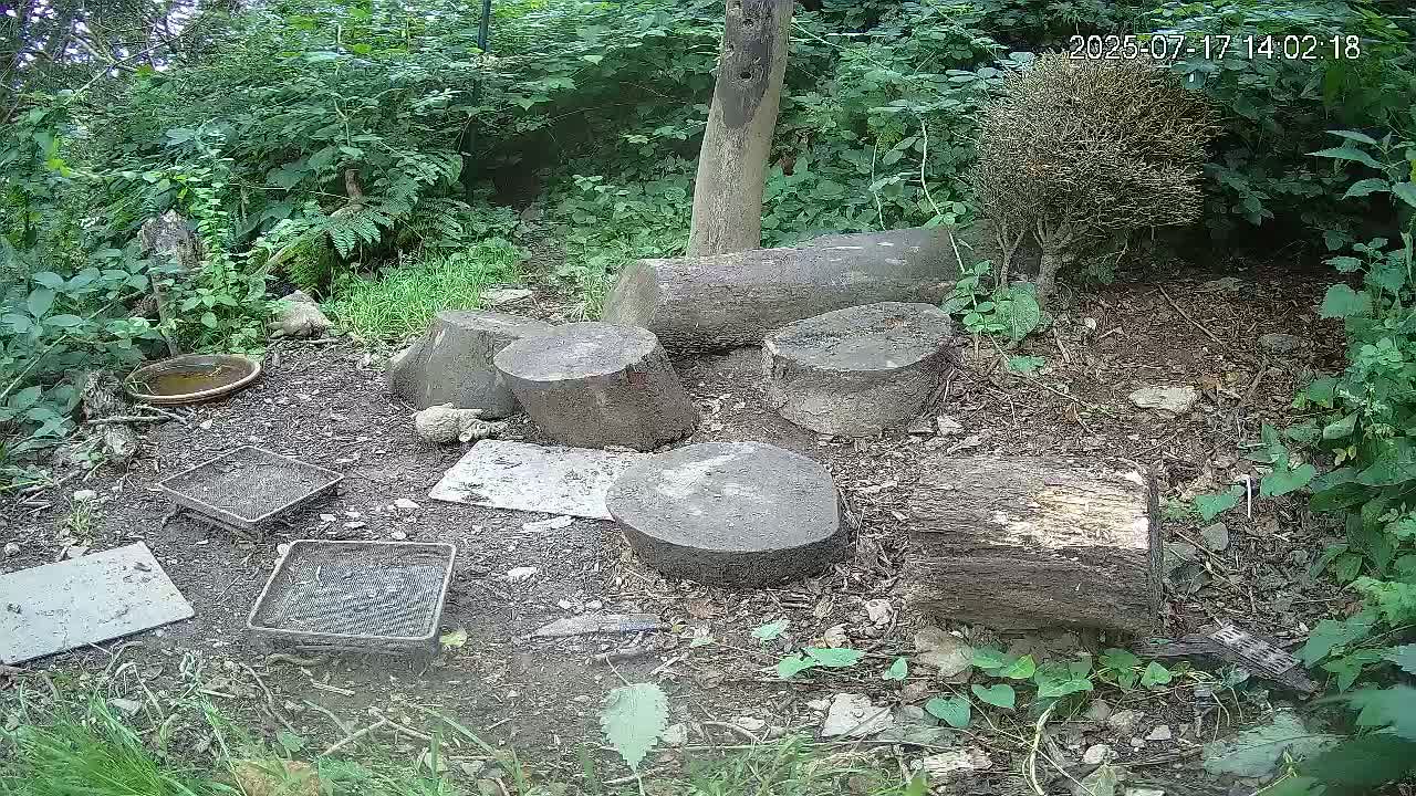 Cornwall, Badgers Watching Pigeon Feeder Live Cam -  Helston, Cornwall, South West, England, United Kingdom