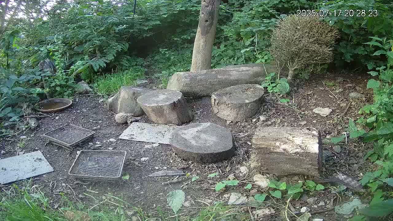 Cornwall, Badgers Watching Pigeon Feeder Live Cam -  Helston, Cornwall, South West, England, United Kingdom