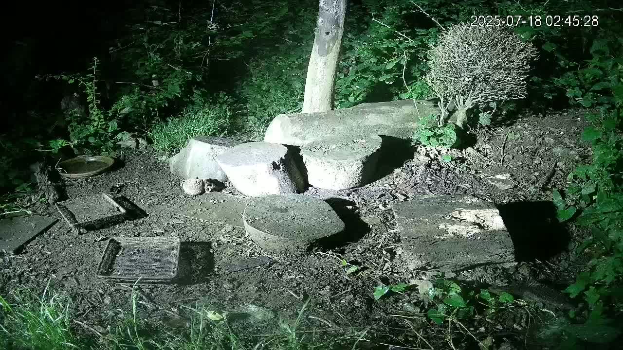 Cornwall, Badgers Watching Pigeon Feeder Live Cam -  Helston, Cornwall, South West, England, United Kingdom