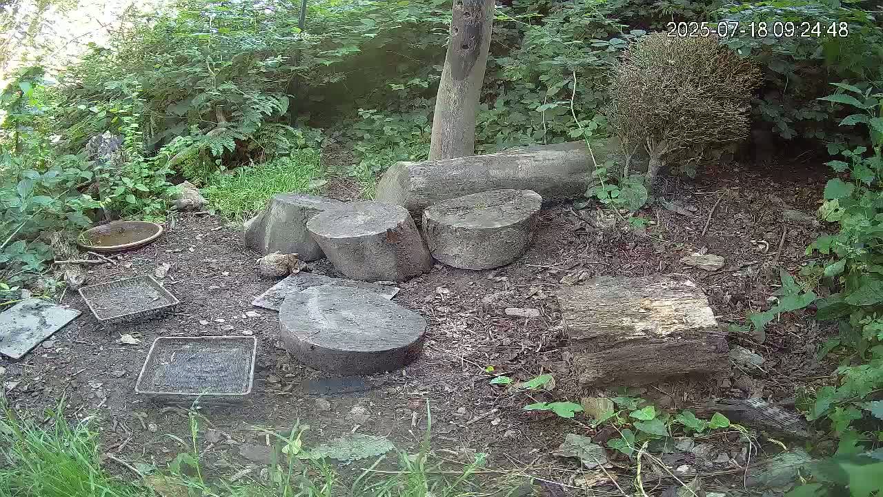 Cornwall, Badgers Watching Pigeon Feeder Live Cam -  Helston, Cornwall, South West, England, United Kingdom