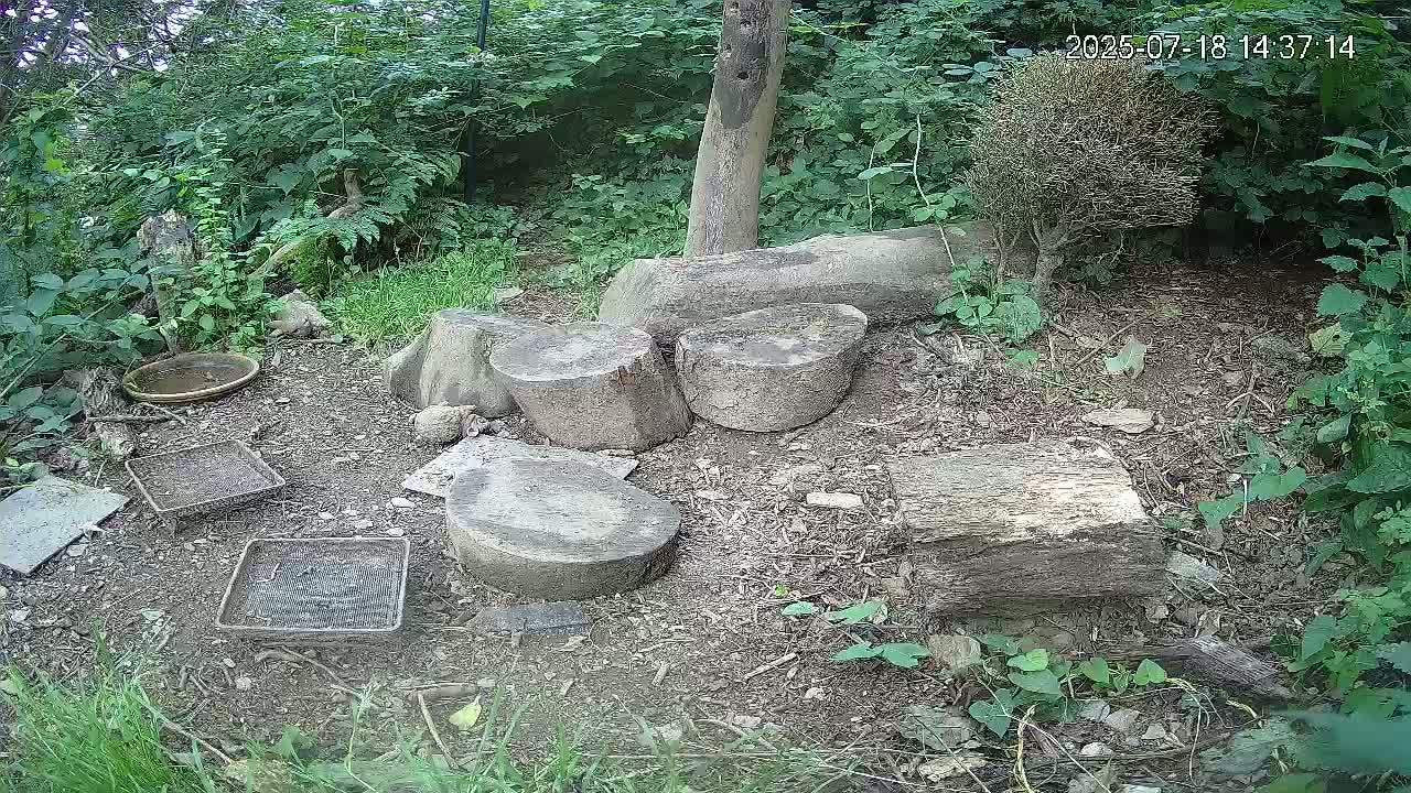Cornwall, Badgers Watching Pigeon Feeder Live Cam -  Helston, Cornwall, South West, England, United Kingdom