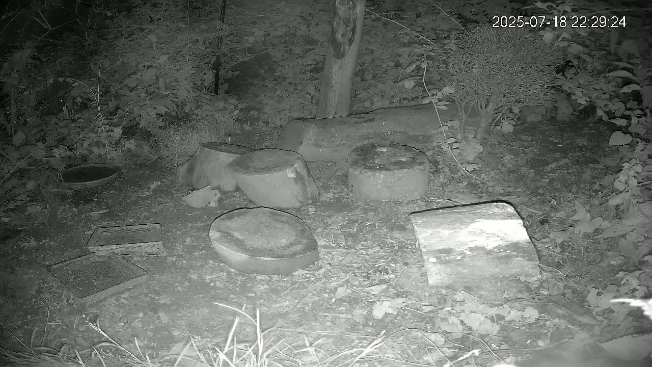 Cornwall, Badgers Watching Pigeon Feeder Live Cam -  Helston, Cornwall, South West, England, United Kingdom