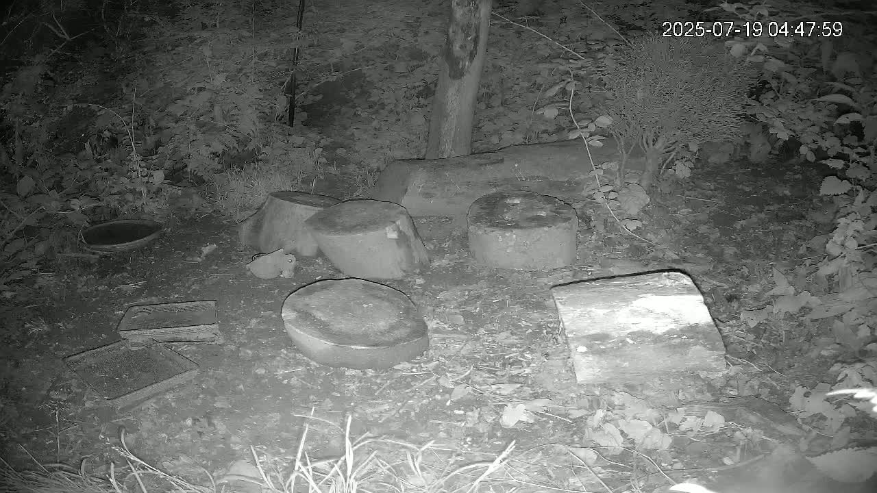 Cornwall, Badgers Watching Pigeon Feeder Live Cam -  Helston, Cornwall, South West, England, United Kingdom