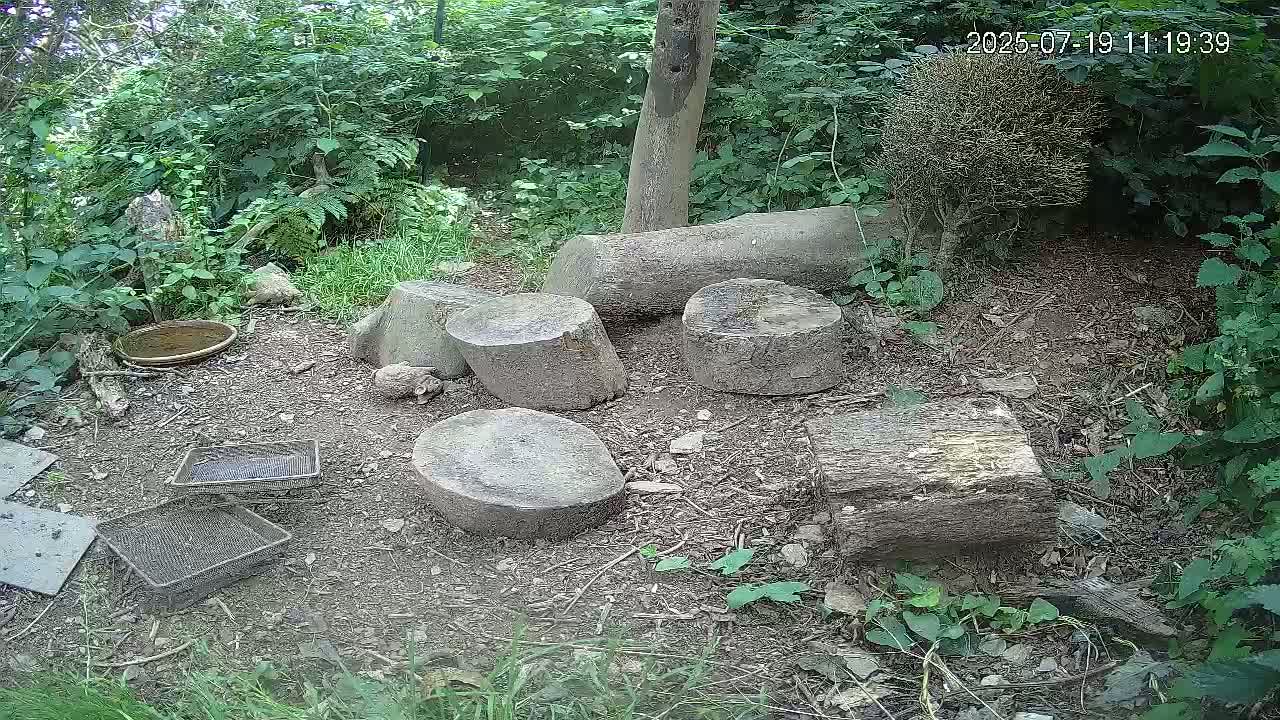 Cornwall, Badgers Watching Pigeon Feeder Live Cam -  Helston, Cornwall, South West, England, United Kingdom