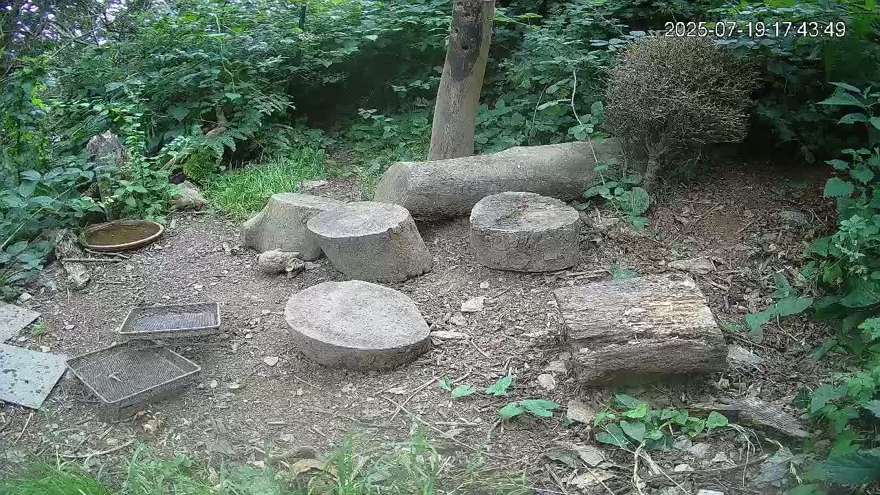 Cornwall, Badgers Watching Pigeon Feeder Live Cam -  Helston, Cornwall, South West, England, United Kingdom