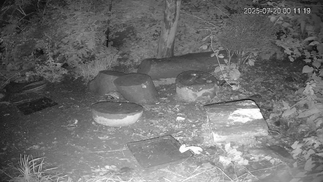 Cornwall, Badgers Watching Pigeon Feeder Live Cam -  Helston, Cornwall, South West, England, United Kingdom