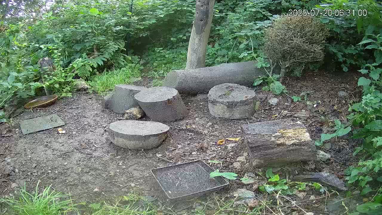 Cornwall, Badgers Watching Pigeon Feeder Live Cam -  Helston, Cornwall, South West, England, United Kingdom