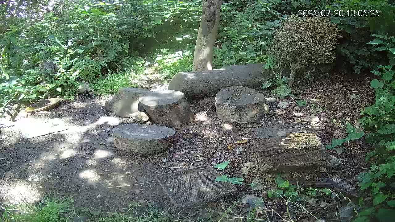 Cornwall, Badgers Watching Pigeon Feeder Live Cam -  Helston, Cornwall, South West, England, United Kingdom