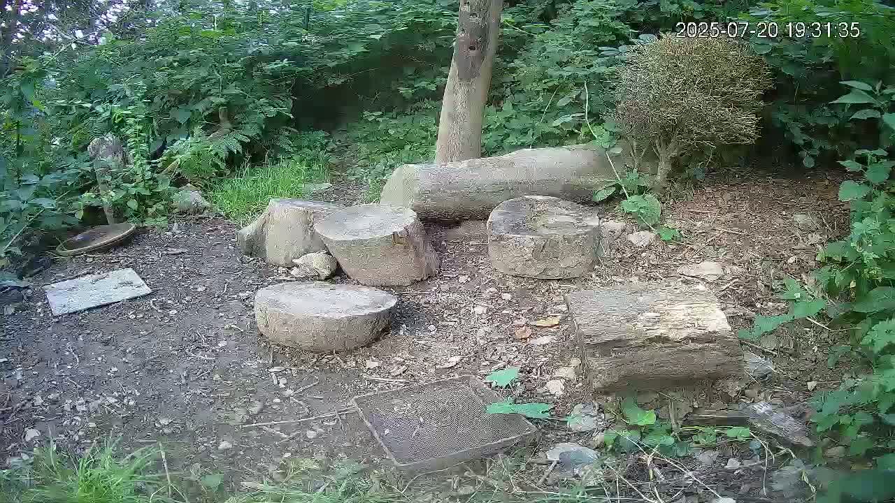 Cornwall, Badgers Watching Pigeon Feeder Live Cam -  Helston, Cornwall, South West, England, United Kingdom