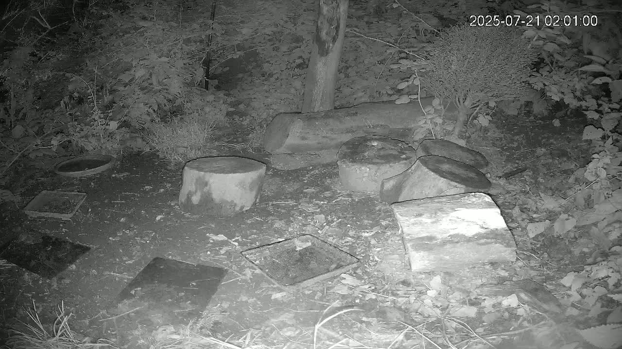 Cornwall, Badgers Watching Pigeon Feeder Live Cam -  Helston, Cornwall, South West, England, United Kingdom