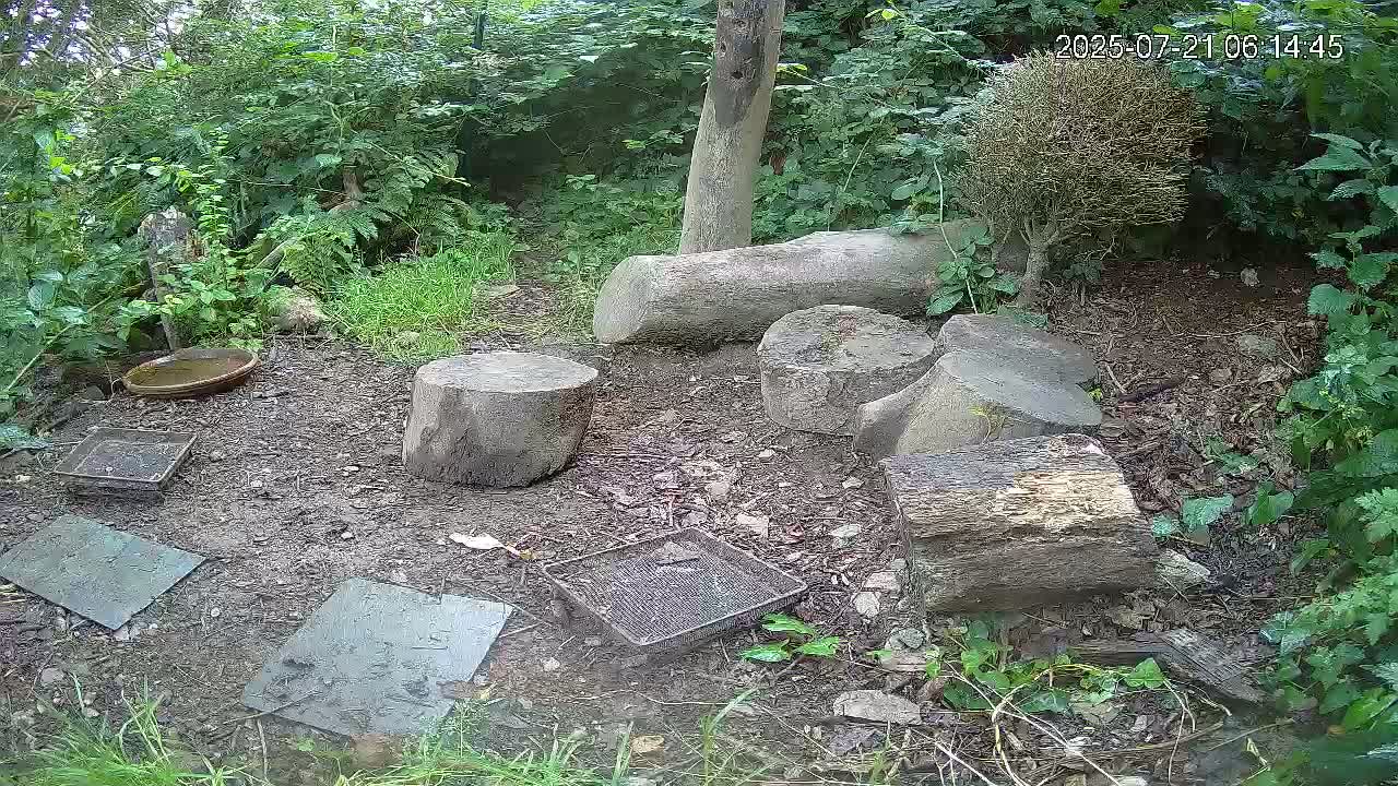 Cornwall, Badgers Watching Pigeon Feeder Live Cam -  Helston, Cornwall, South West, England, United Kingdom