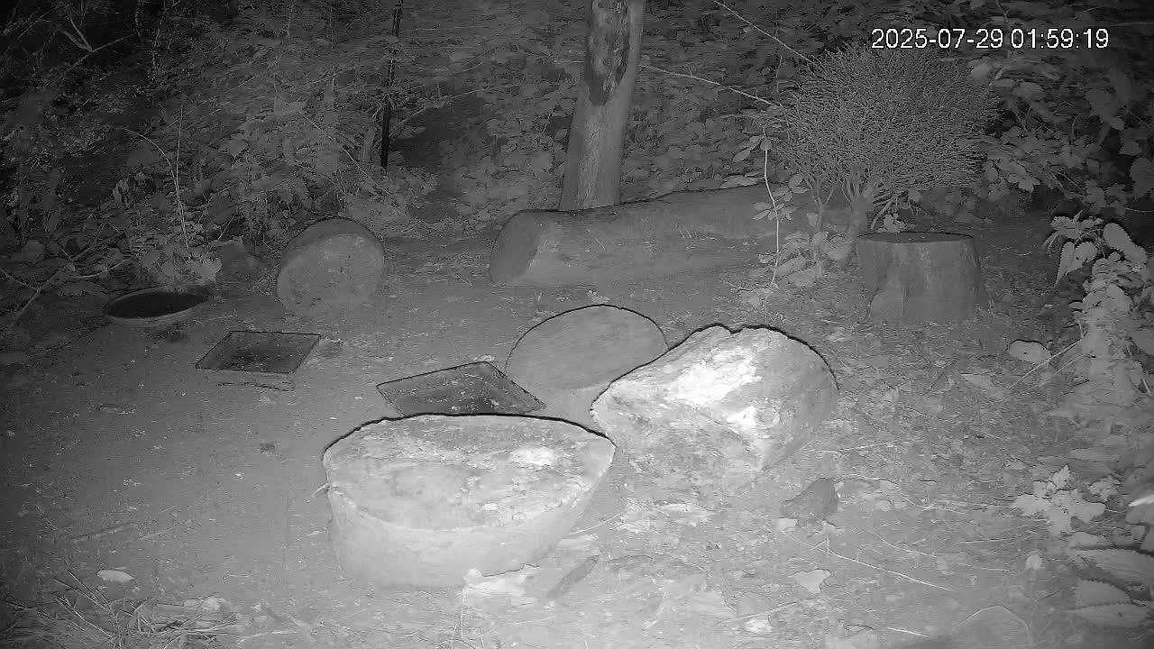 Cornwall, Badgers Watching Pigeon Feeder Live Cam -  Helston, Cornwall, South West, England, United Kingdom
