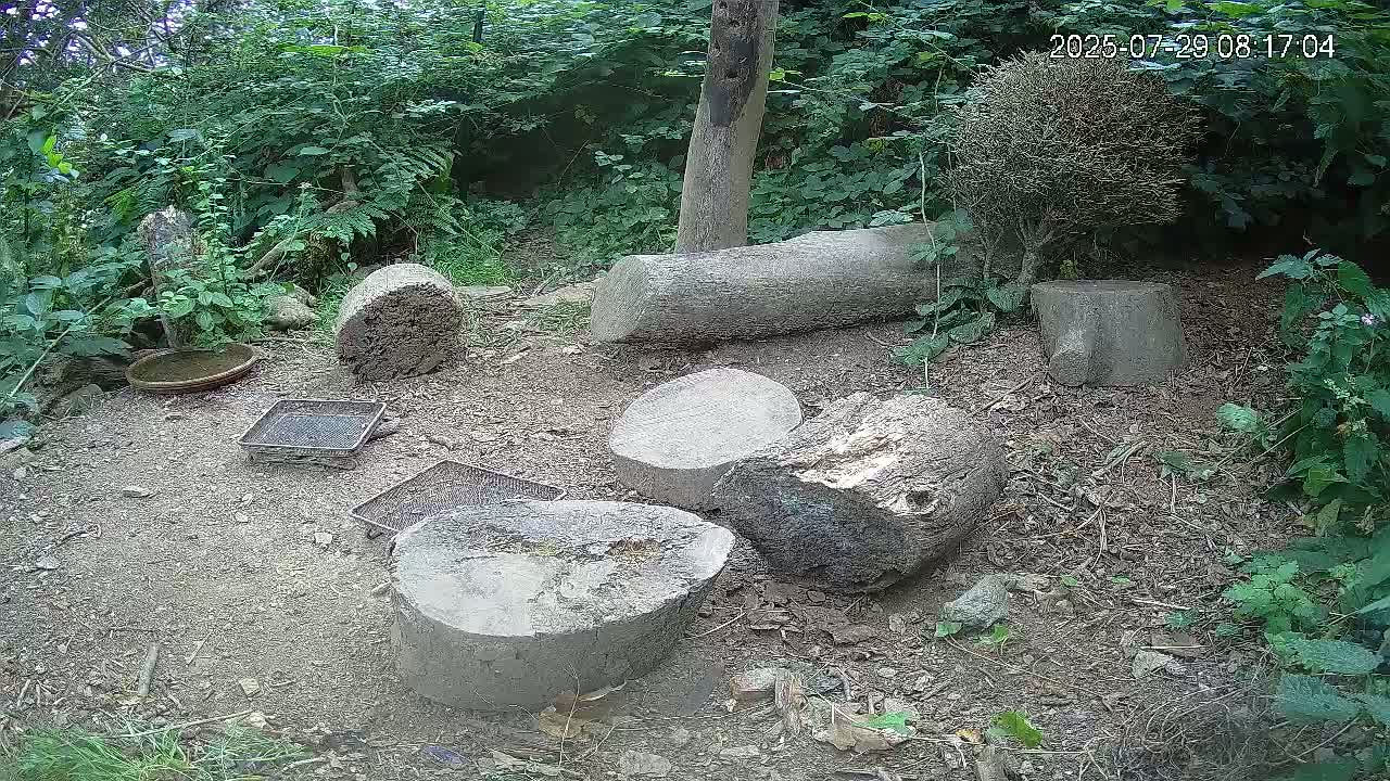 Several tree stumps and round stones are scattered on the ground amidst lush green foliage in a shaded outdoor area.