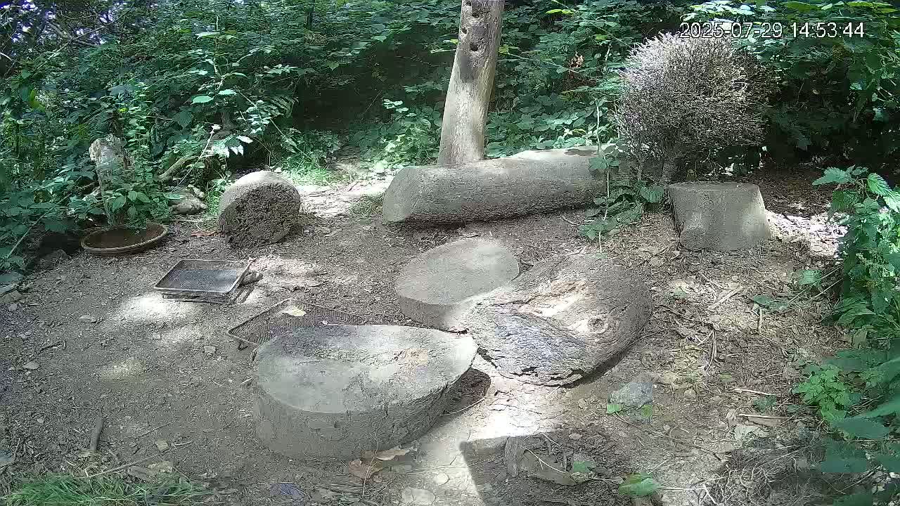 Cornwall, Badgers Watching Pigeon Feeder Live Cam -  Helston, Cornwall, South West, England, United Kingdom