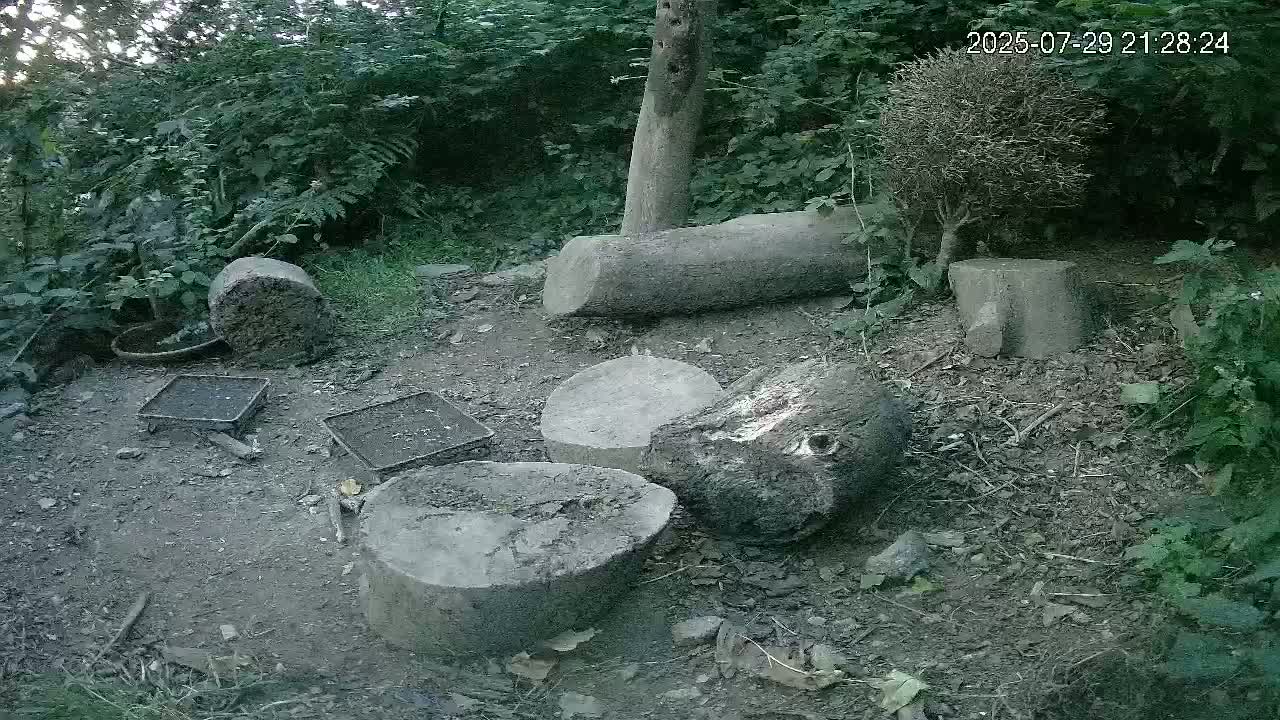 Cornwall, Badgers Watching Pigeon Feeder Live Cam -  Helston, Cornwall, South West, England, United Kingdom