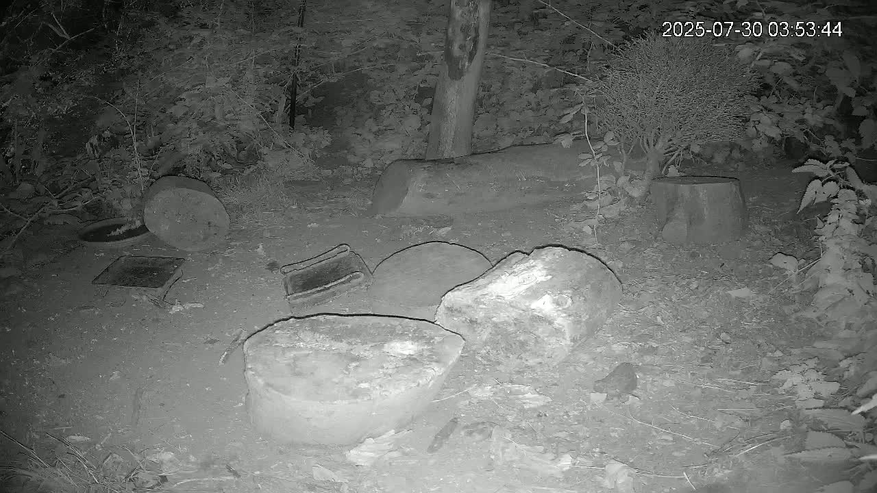 Several tree stumps and round stones are scattered on the ground amidst lush green foliage in a shaded outdoor area.