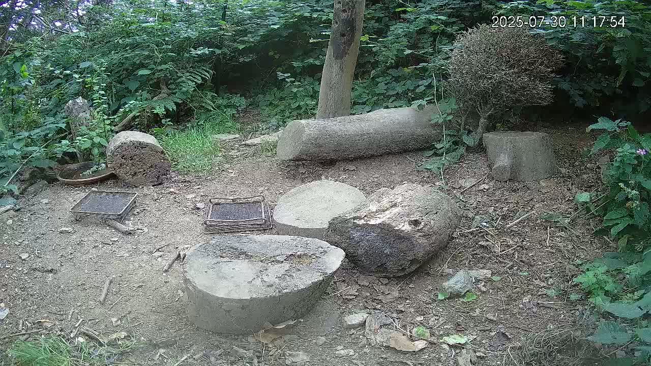 Cornwall, Badgers Watching Pigeon Feeder Live Cam -  Helston, Cornwall, South West, England, United Kingdom