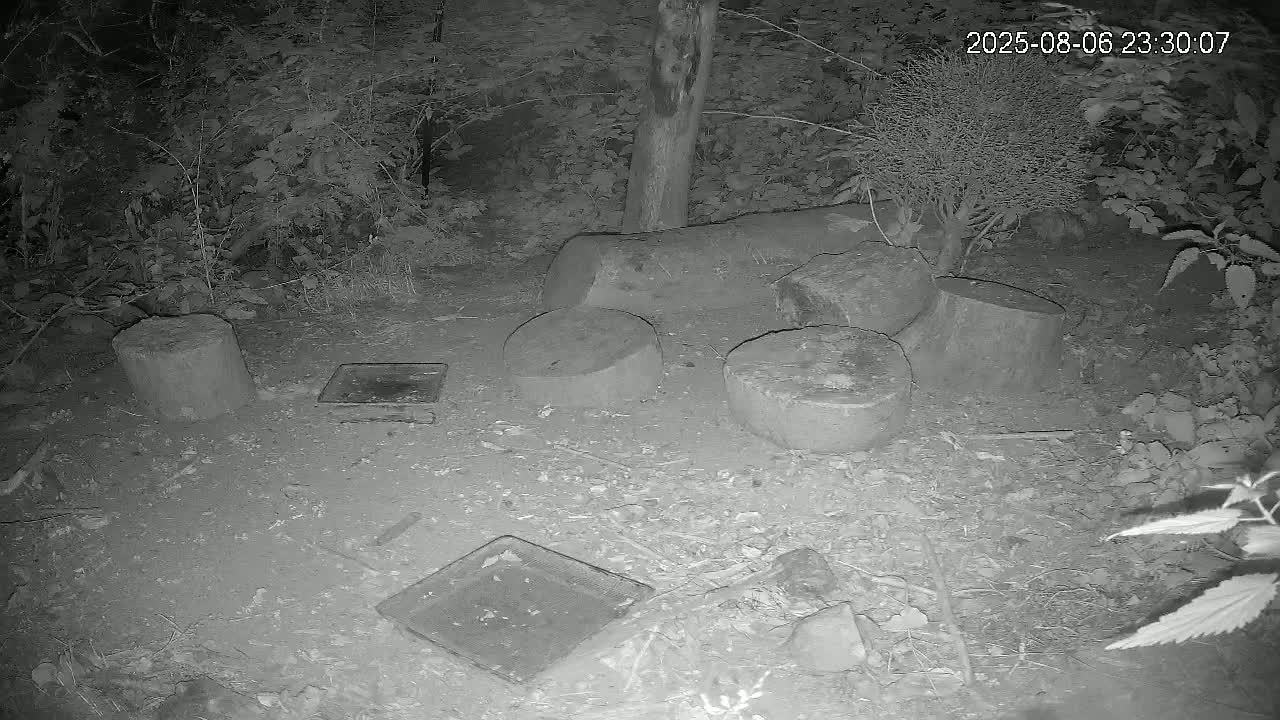 Cornwall, Badgers Watching Pigeon Feeder Live Cam -  Helston, Cornwall, South West, England, United Kingdom