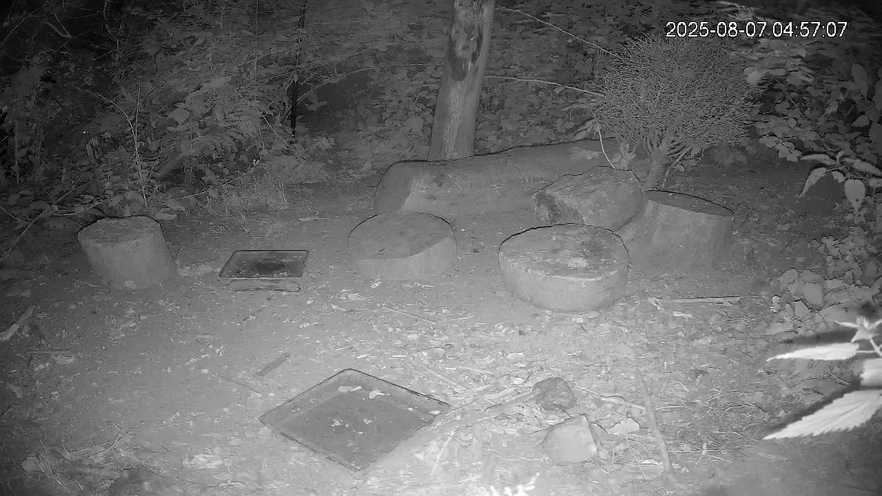 Cornwall, Badgers Watching Pigeon Feeder Live Cam -  Helston, Cornwall, South West, England, United Kingdom