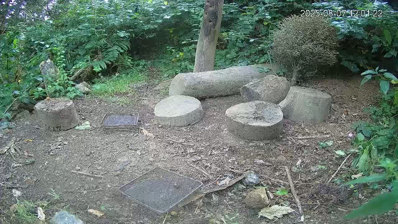 Cornwall, Badgers Watching Pigeon Feeder Live Cam -  Helston, Cornwall, South West, England, United Kingdom