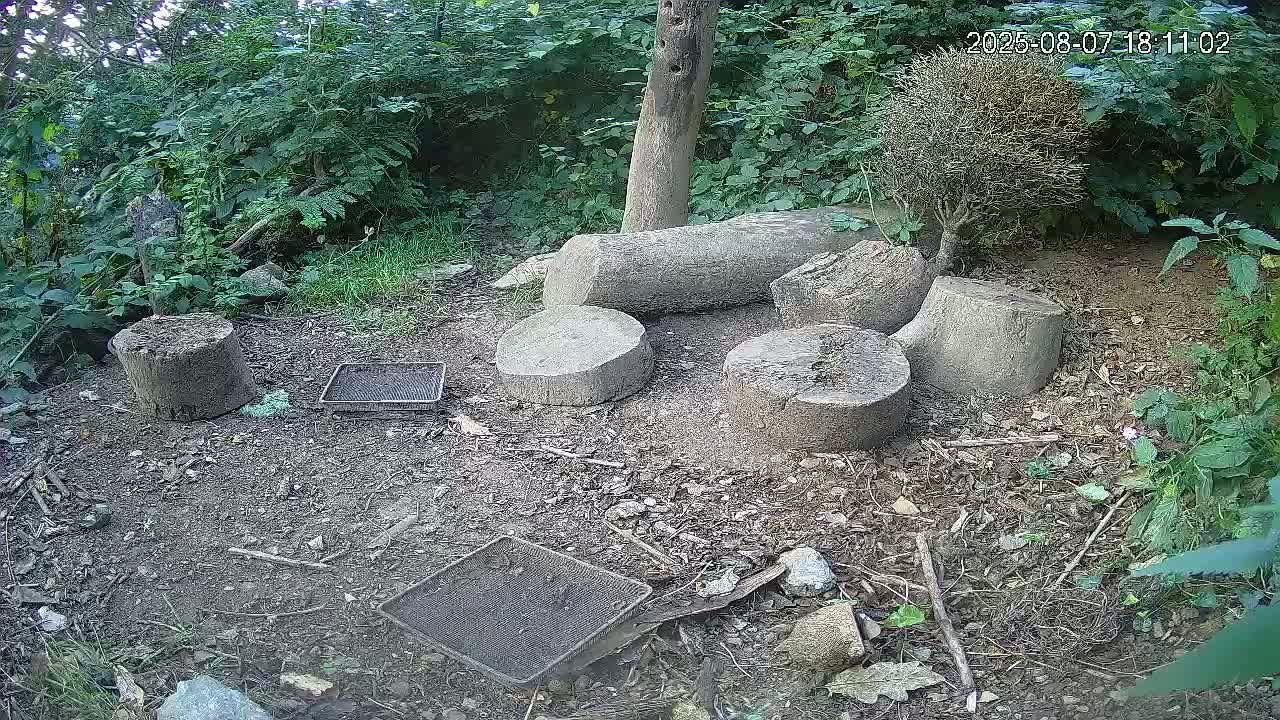 Cornwall, Badgers Watching Pigeon Feeder Live Cam -  Helston, Cornwall, South West, England, United Kingdom