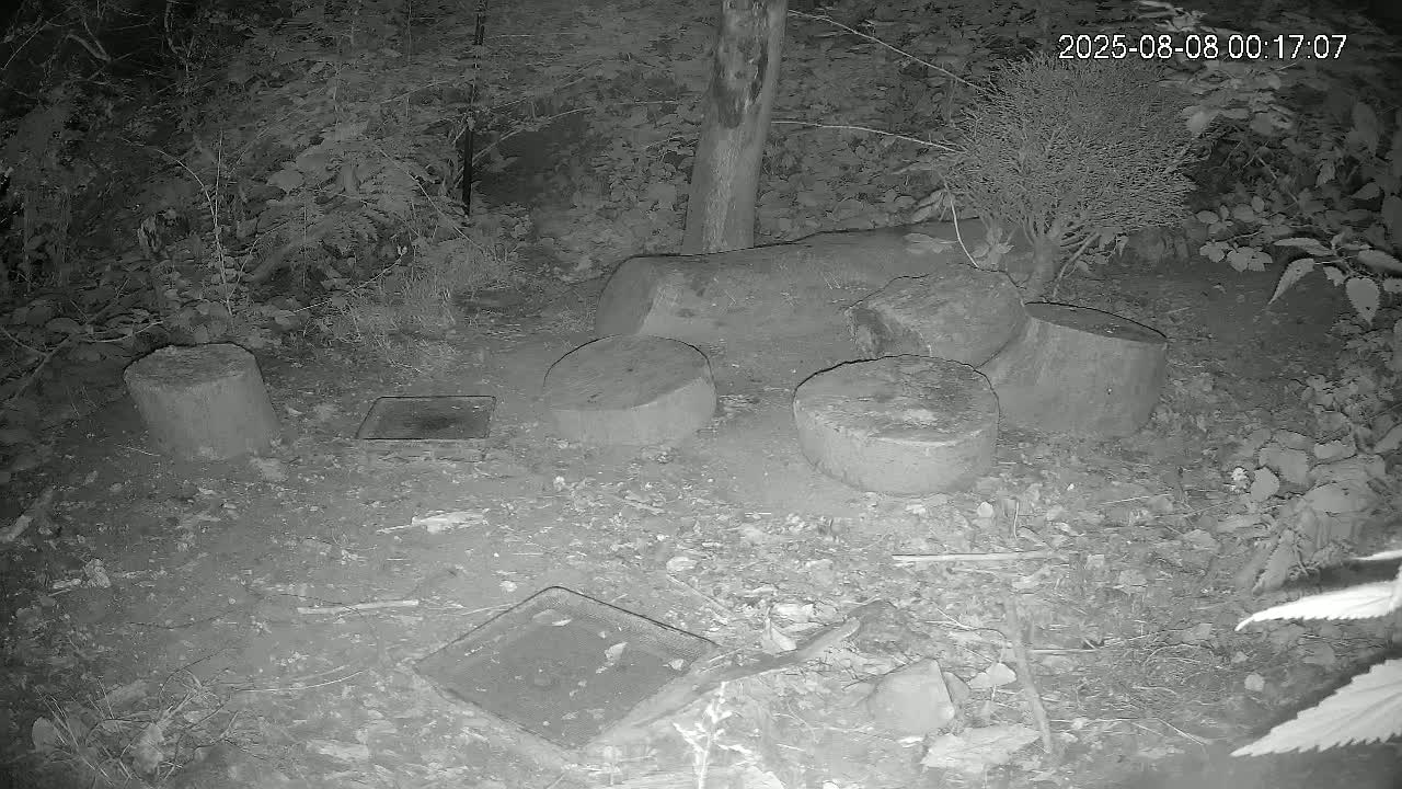 Cornwall, Badgers Watching Pigeon Feeder Live Cam -  Helston, Cornwall, South West, England, United Kingdom