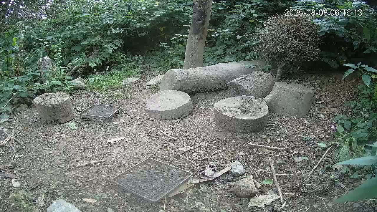 Cornwall, Badgers Watching Pigeon Feeder Live Cam -  Helston, Cornwall, South West, England, United Kingdom